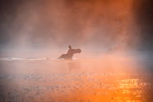 Algonquin Moose Safari