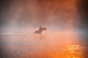 Algonquin Moose Safari