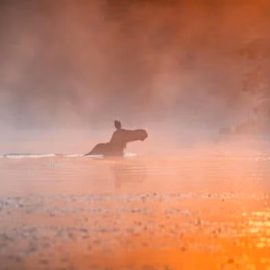 Algonquin Moose Safari