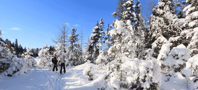 Two skiers in an Algonquin winter landscape