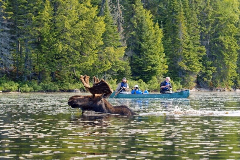 Moose sighting at a lake at Algonquin Park with a canoe