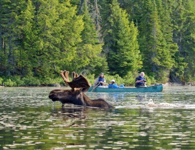 Moose in water up close to a canoe on a Voyageiur Quest Algonquin canoe trip