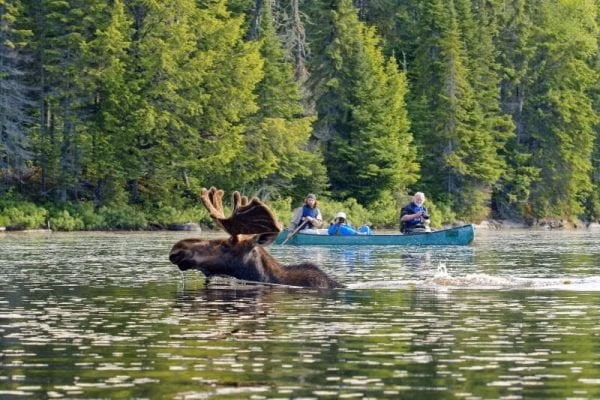 Moose in water up close to a canoe on a Voyageiur Quest Algonquin canoe trip