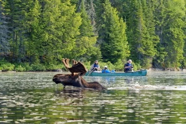 Moose in water up close to a canoe on a Voyageiur Quest Algonquin canoe trip