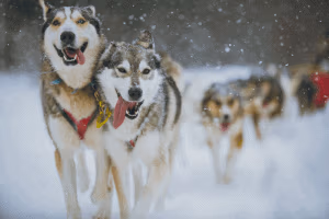 Dogsled pups running in the snow in Algonquin during winter