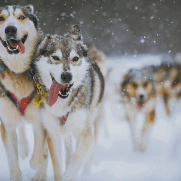 Dogsled pups running in the snow in Algonquin during winter