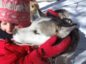 Algonquin Family Dogsled