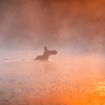 Moose dawn Algonquin Park