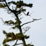 A pine tree provides a fabulous lookout perch for an eagle.