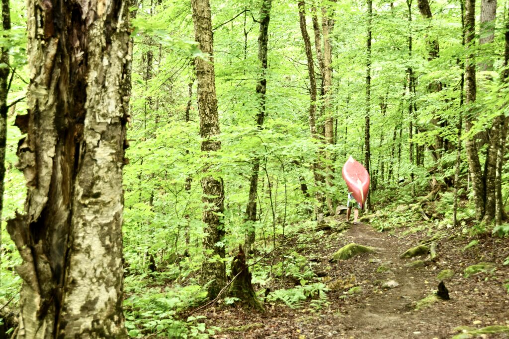 portage in green forest