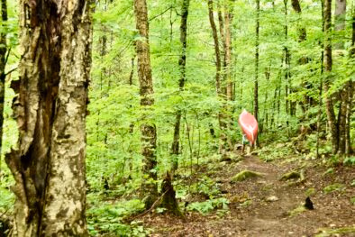 portage in green forest