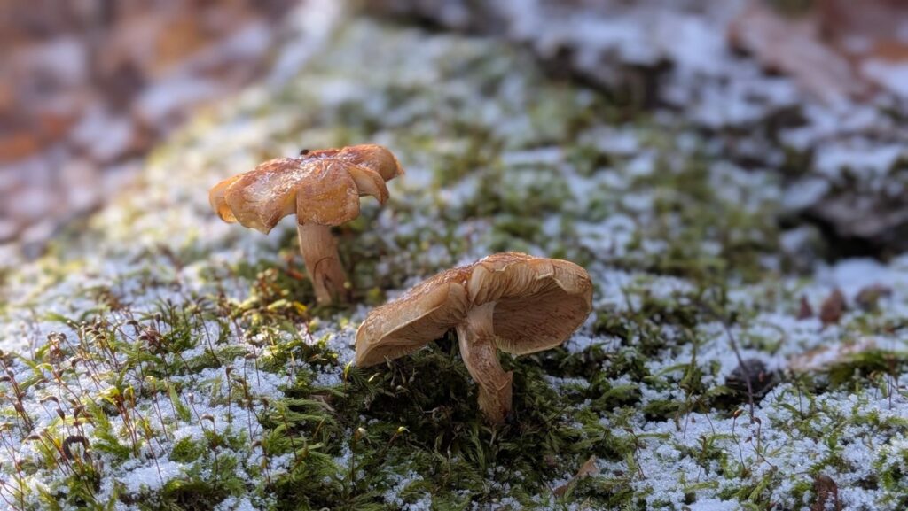 Two mushrooms on green moss dusted with the first snow in Algonquin Park